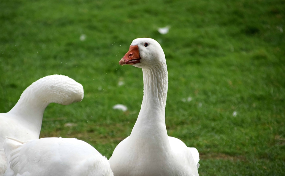 Animal aquatic bird avian photo