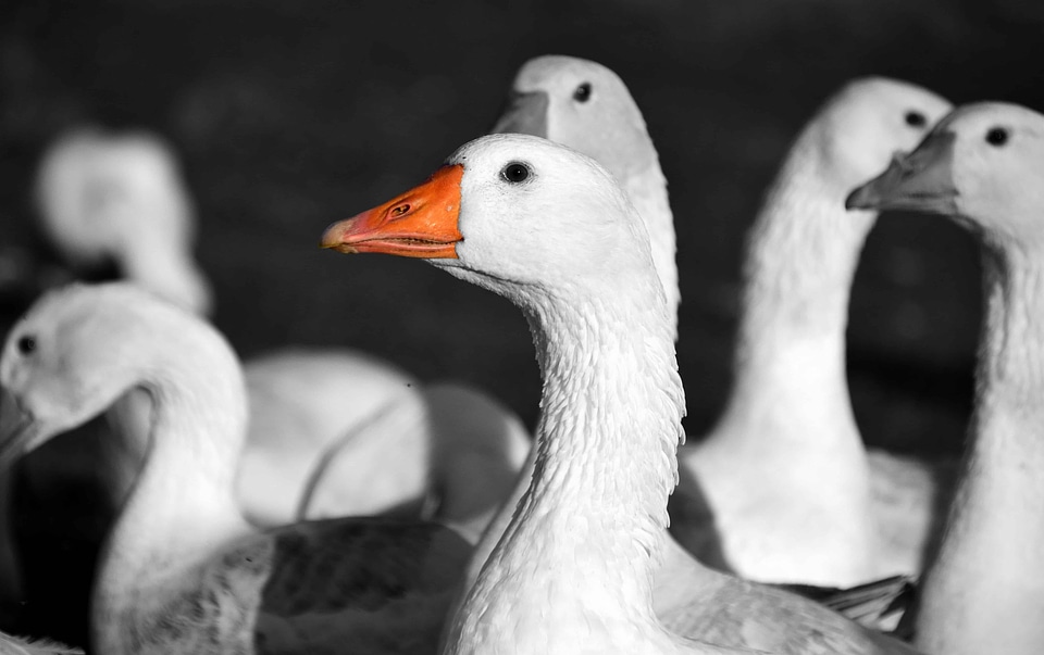 Animal aquatic bird avian