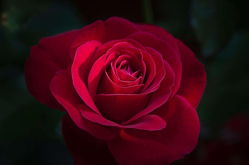 Beautiful Flowers beautiful photo darkness
