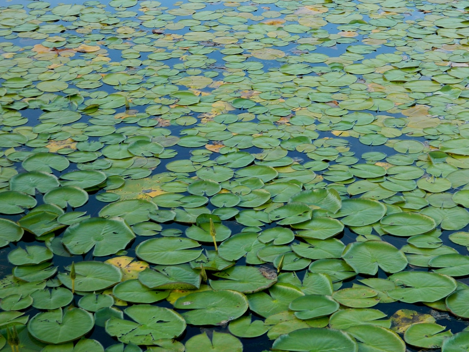 Pond amazonia brazil