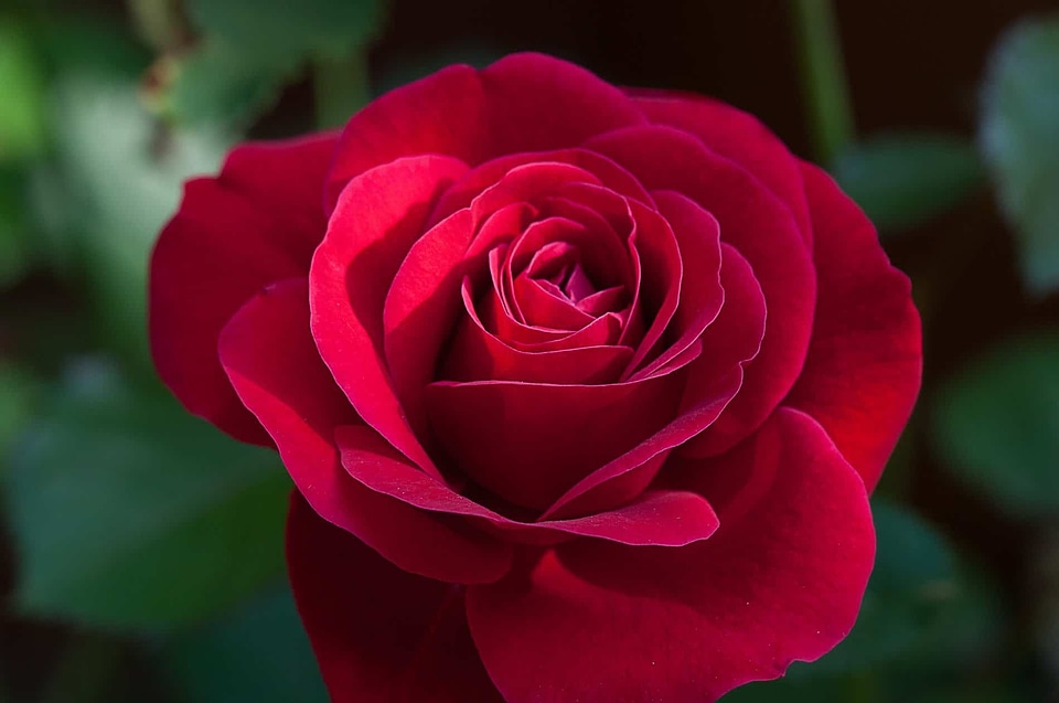 Beautiful Flowers beautiful photo biology