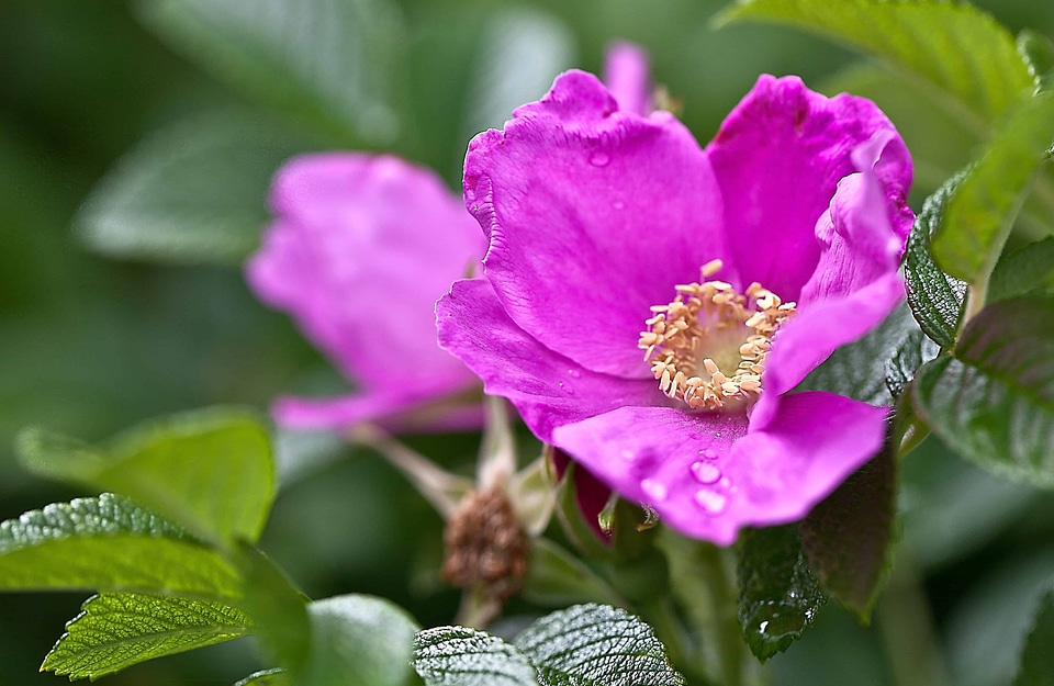Beautiful Flowers beautiful photo biology