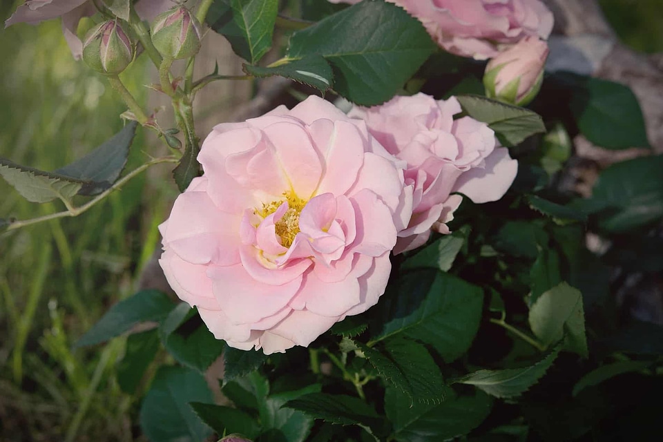 Beautiful beautiful flowers beautiful photo