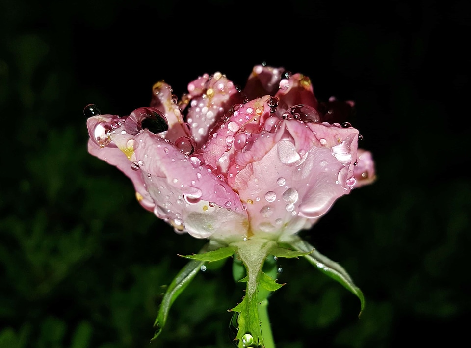 Beautiful Flowers beautiful photo biology