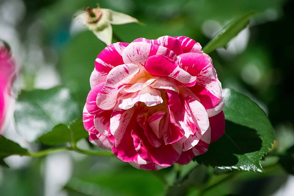 Beautiful beautiful flowers beautiful photo