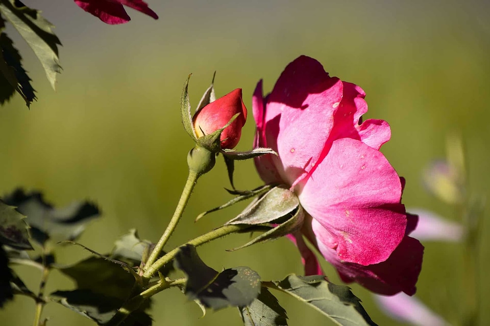 Beautiful Flowers beautiful photo biology