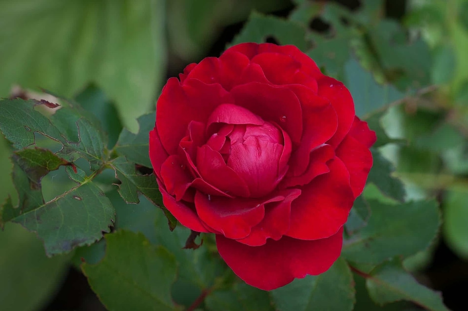 Beautiful beautiful flowers beautiful photo