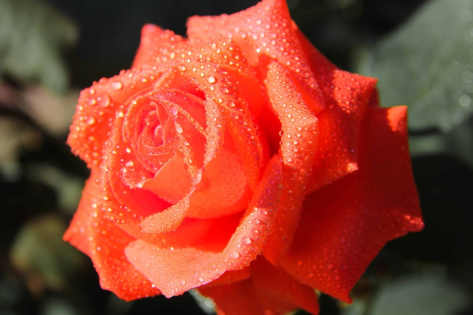 Beautiful Flowers beautiful photo biology