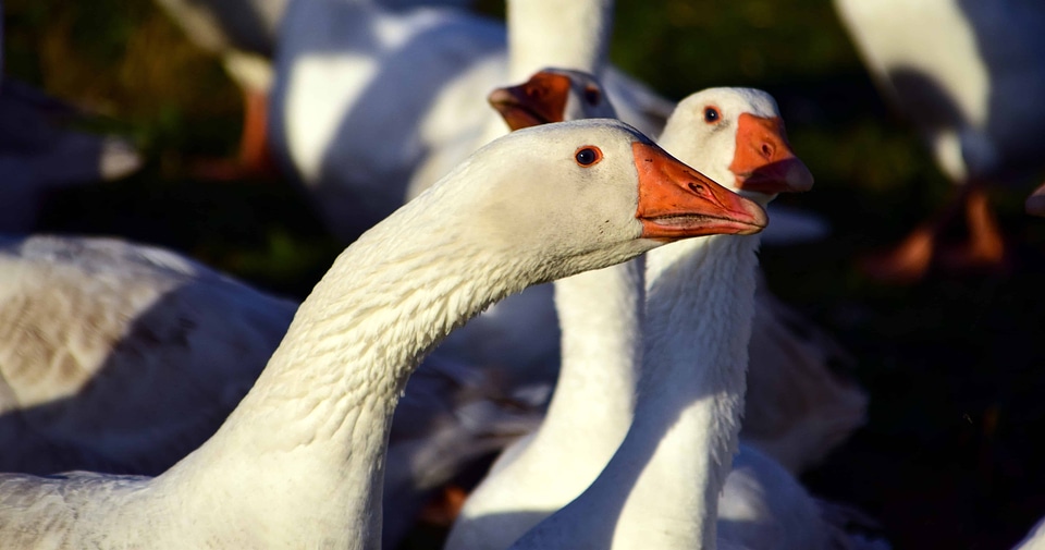 Animal aquatic bird avian photo