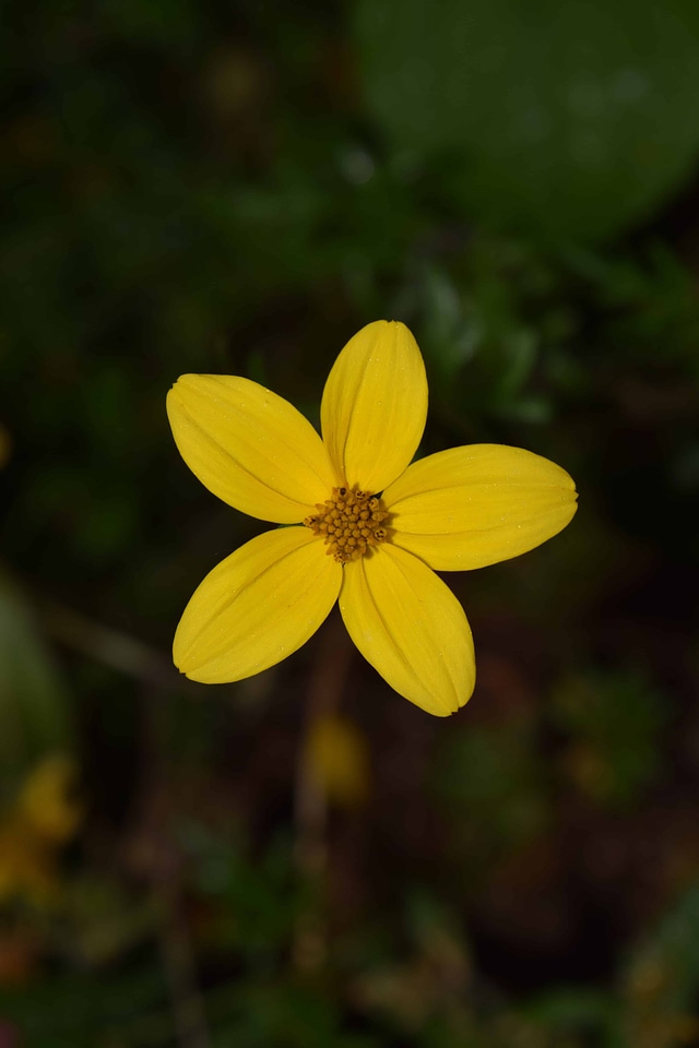Beautiful Flowers blooming blossom