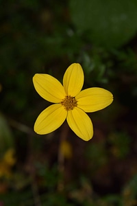 Beautiful Flowers blooming blossom