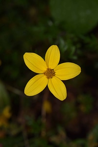 Beautiful Flowers blooming blossom photo