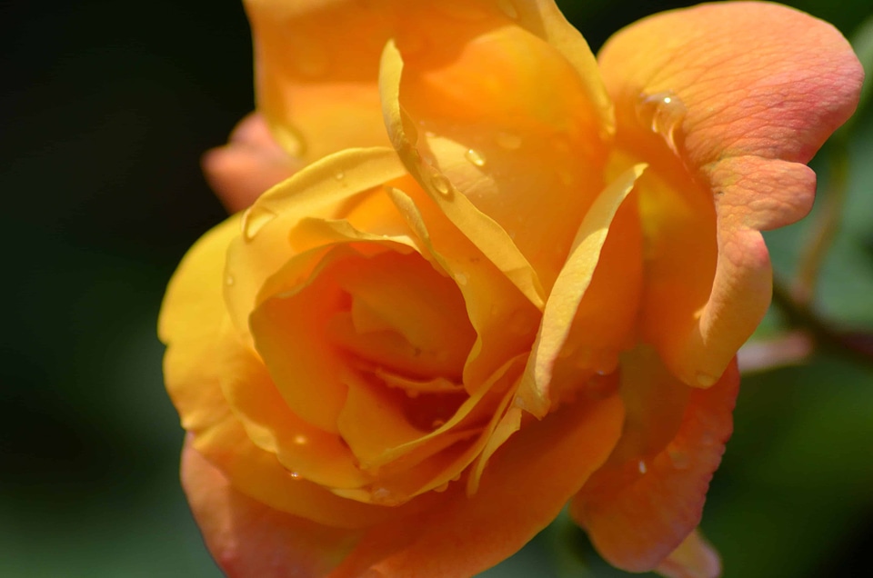Beautiful Flowers beautiful photo begonia