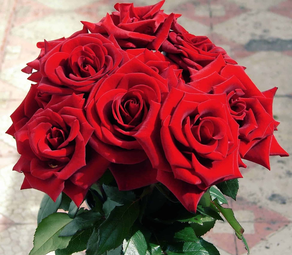 Arrangement beautiful flowers biology