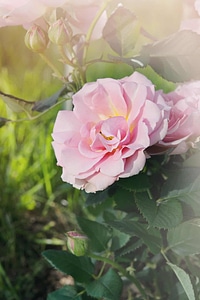 Beautiful beautiful flowers biology