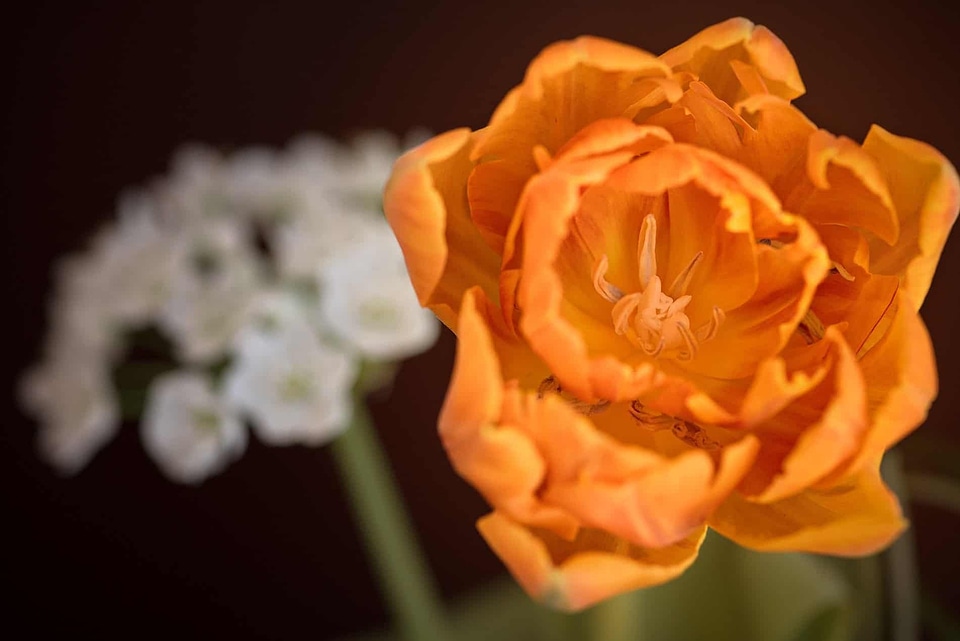 Beautiful Flowers biology bloom