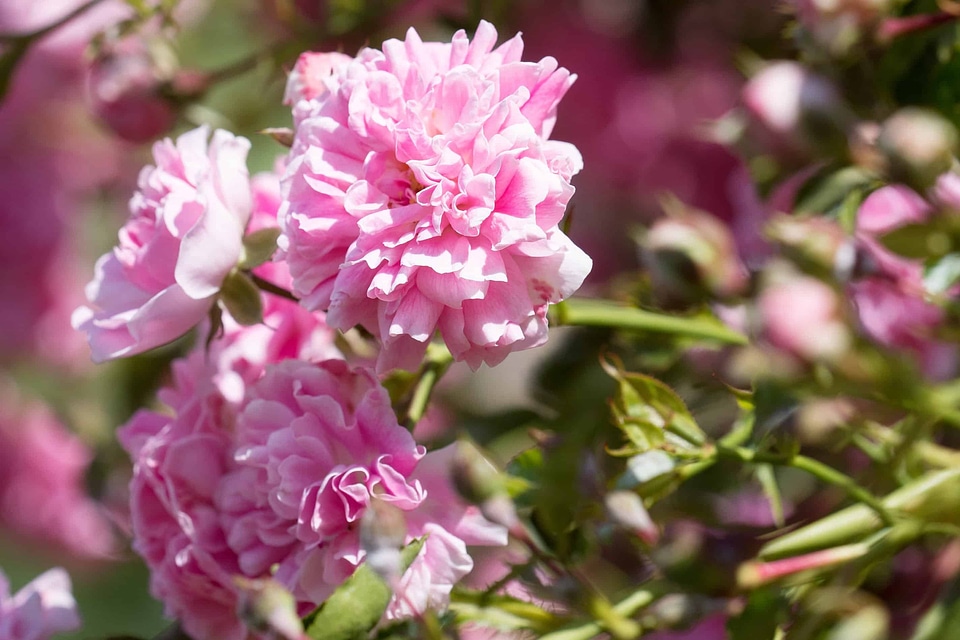 Beautiful beautiful flowers biology