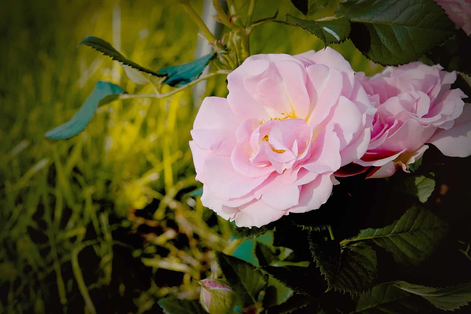 Beautiful beautiful flowers biology