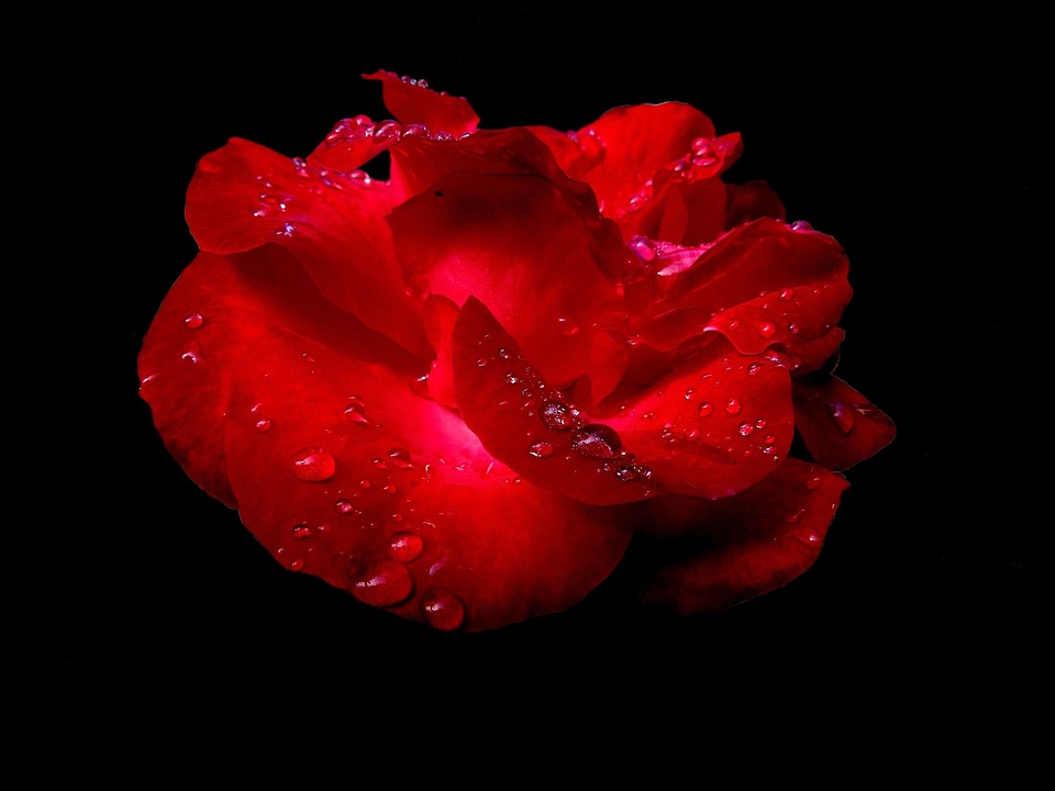 Beautiful Flowers beautiful photo biology