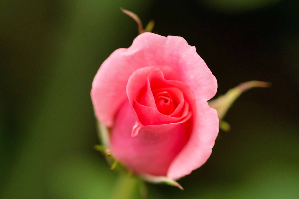 Beautiful beautiful flowers beautiful photo