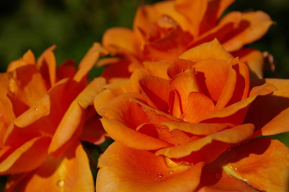 Beautiful Flowers biology bloom