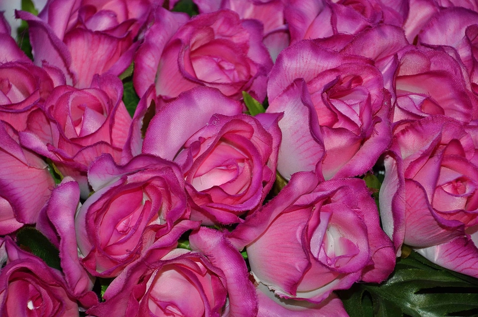 Arrangement beautiful beautiful flowers