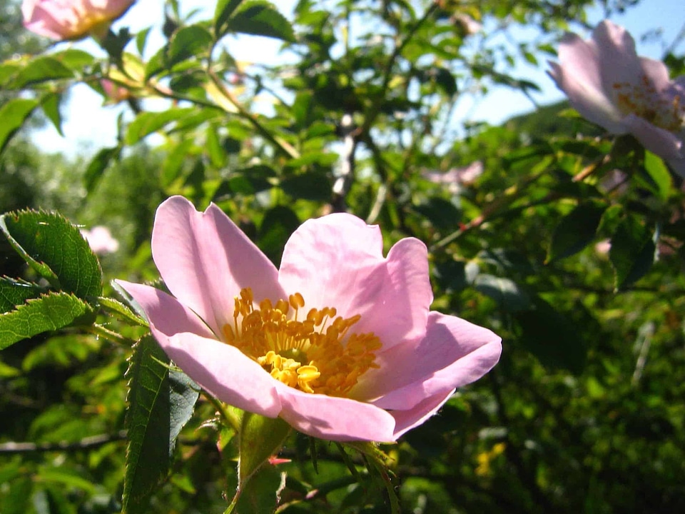 Beautiful Flowers biology bloom