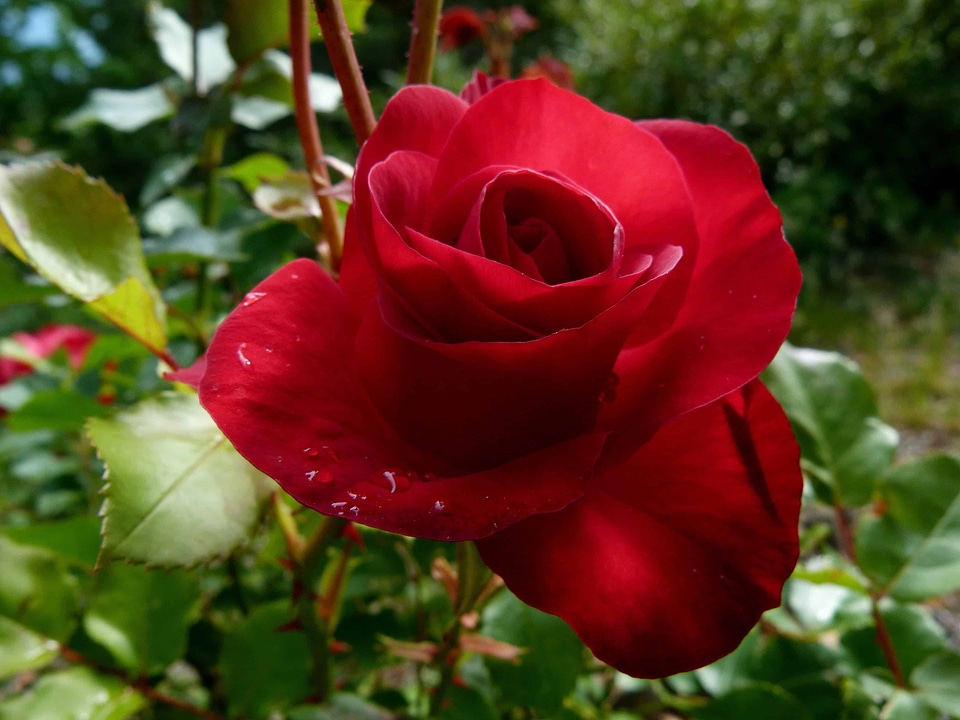Beautiful beautiful flowers biology