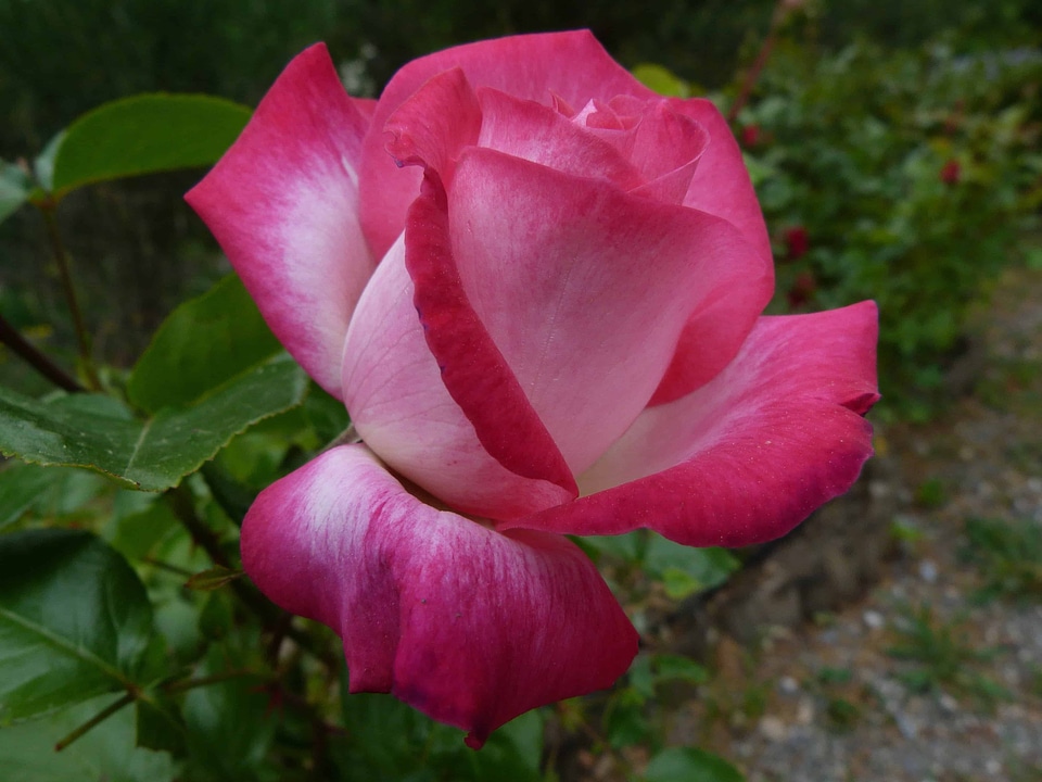 Beautiful Flowers biology bloom