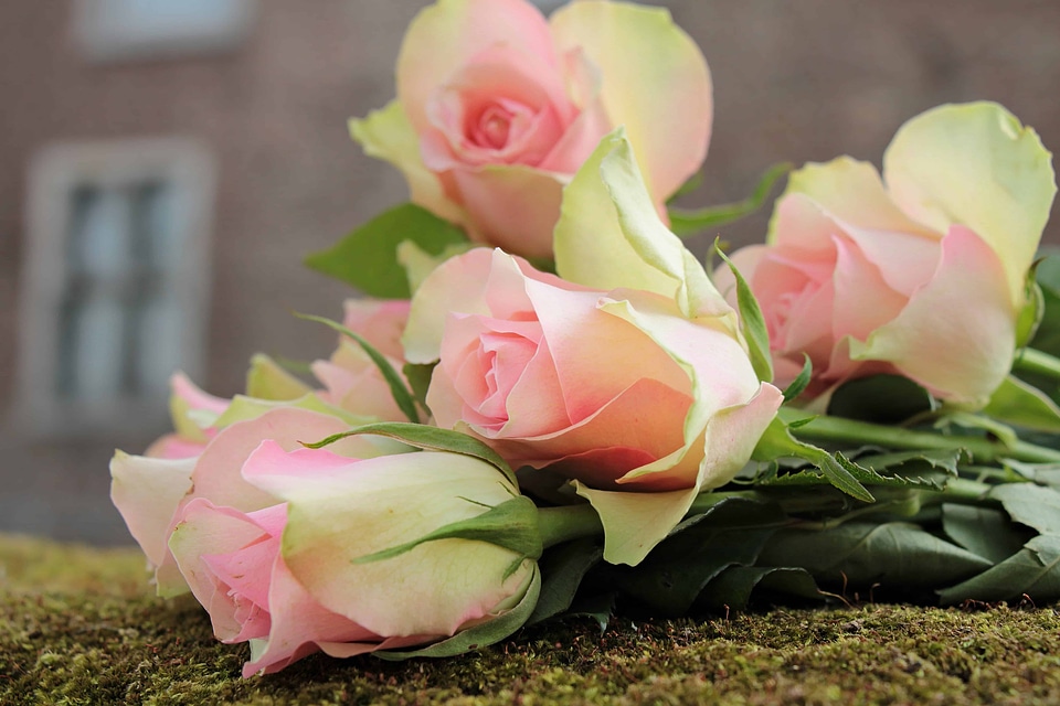 Arrangement beautiful flowers beautiful photo