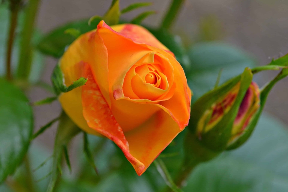 Arrangement beautiful flowers beautiful photo