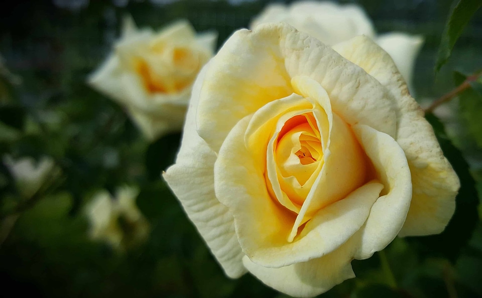 Beautiful Flowers beautiful photo biology