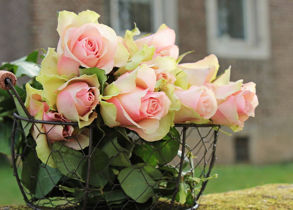 Arrangement beautiful beautiful flowers photo