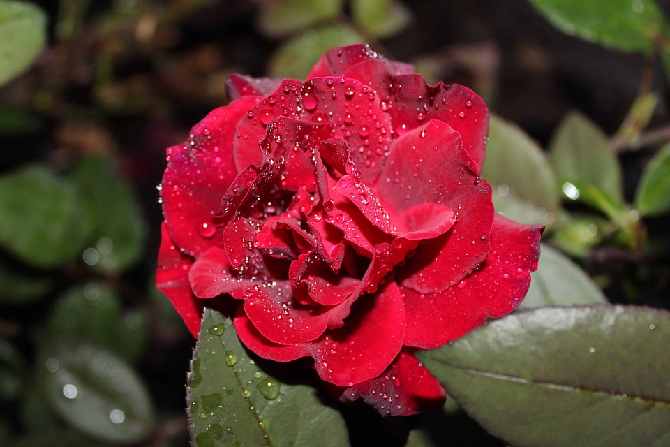 Beautiful beautiful flowers beautiful photo