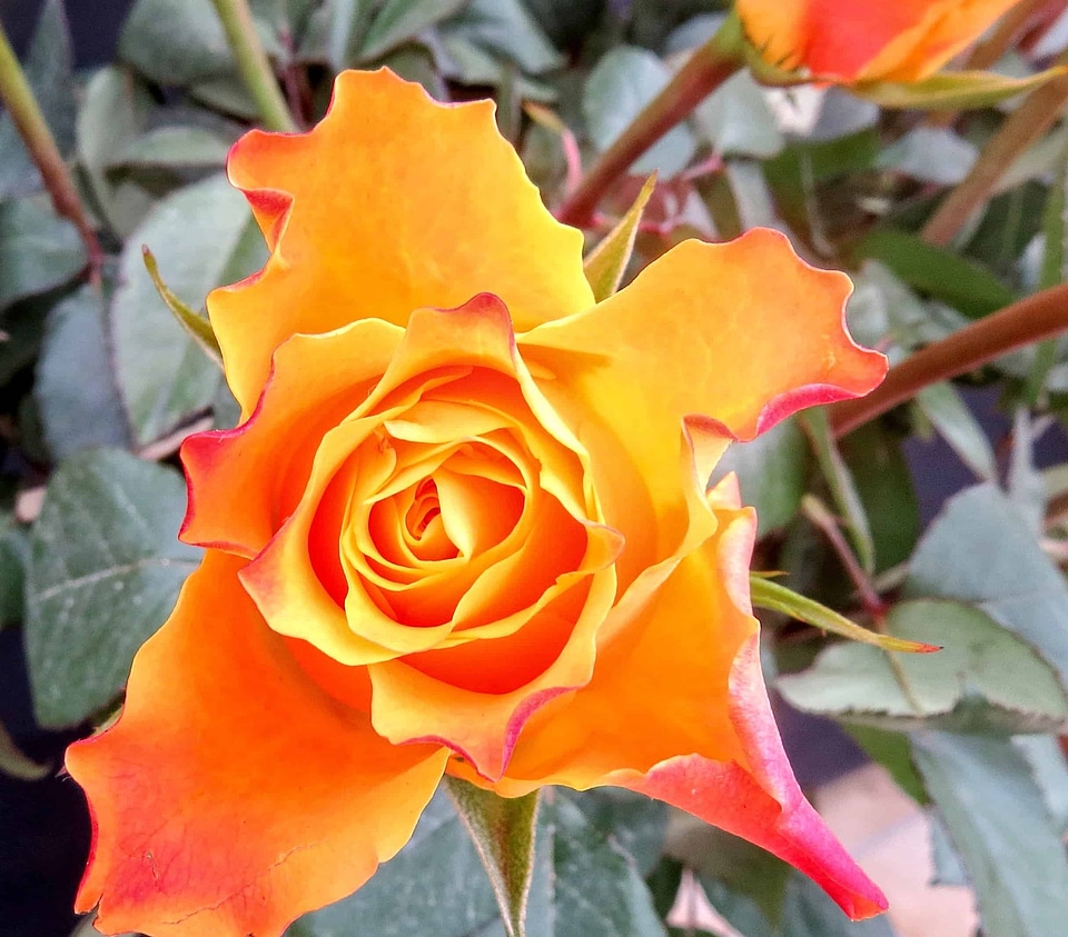 Beautiful Flowers biology bloom