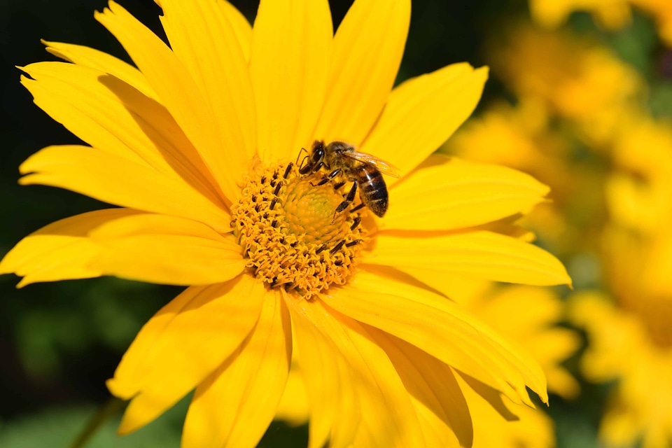 Beautiful Flowers beautiful image beautiful photo