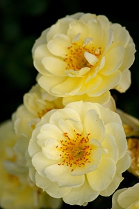 Beautiful Flowers biology bloom