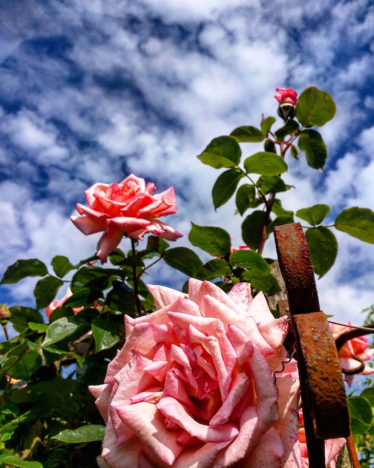 Beautiful Flowers biology blooming