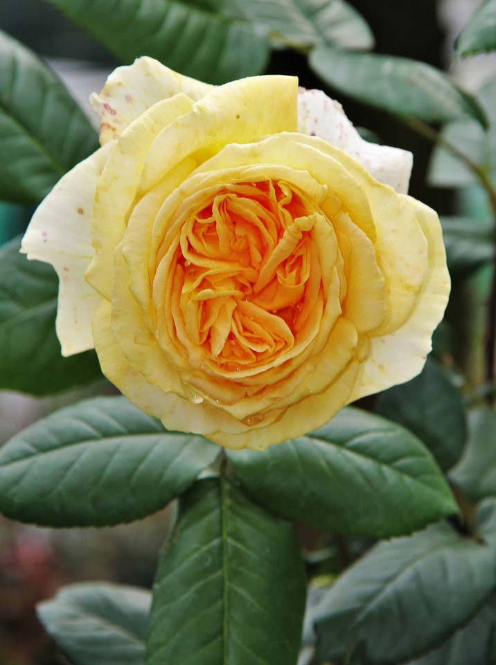 Beautiful Flowers biology blooming