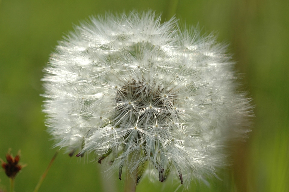 Pointed flower plant close up