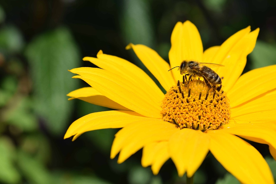Animal arthropod beautiful flowers