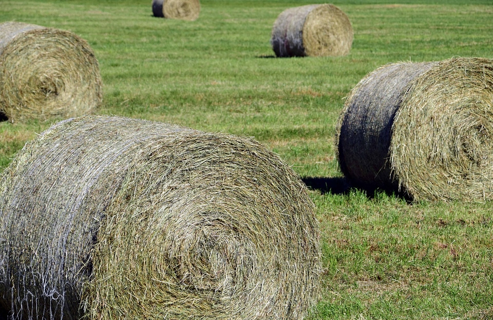 Agriculture countryside diet