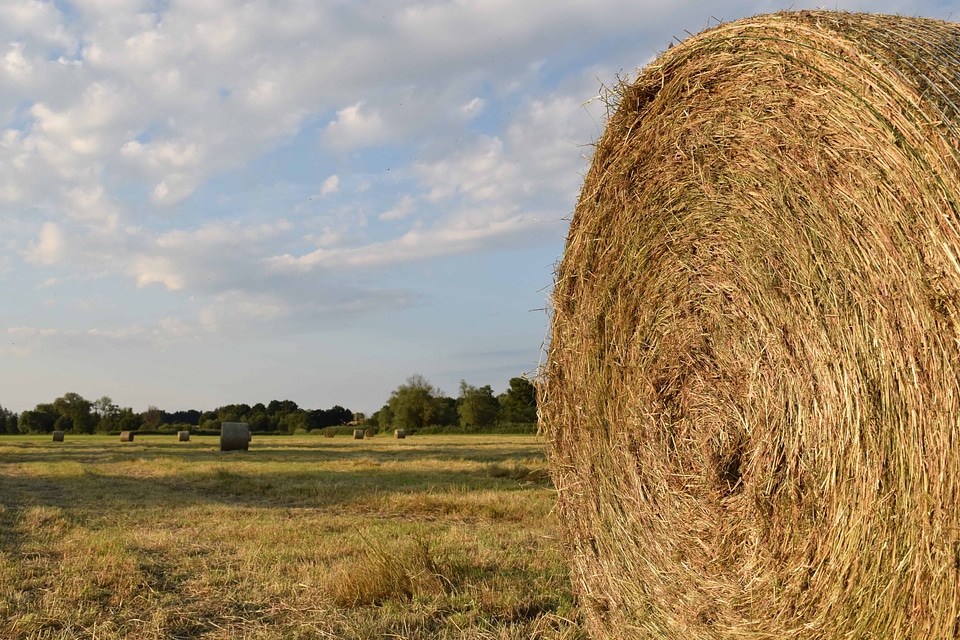 Agriculture beautiful photo cloud
