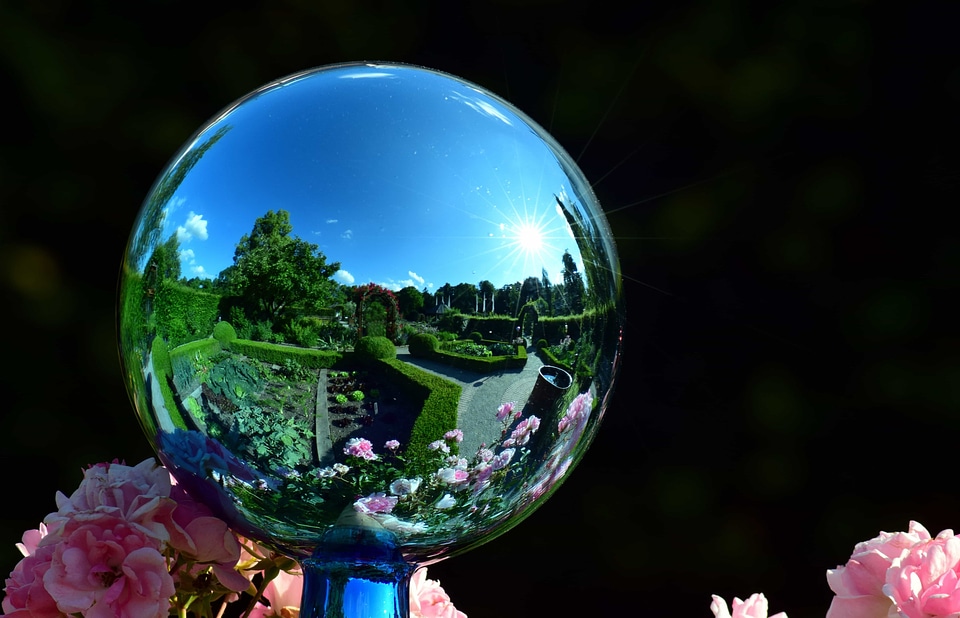 Ball beautiful flowers blooming