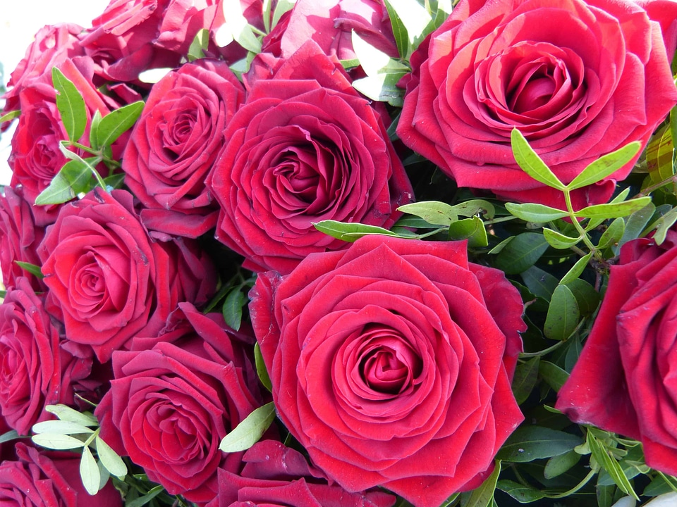 Arrangement beautiful flowers biology