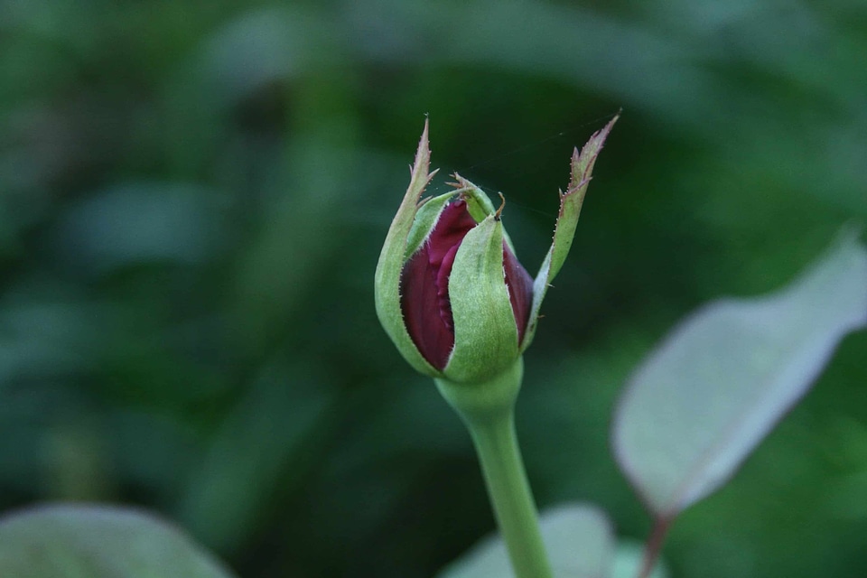 Beautiful Flowers biology blooming