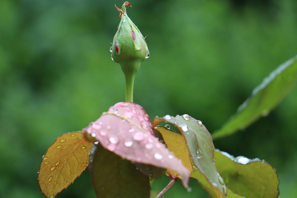 Beautiful Flowers beautiful photo biology