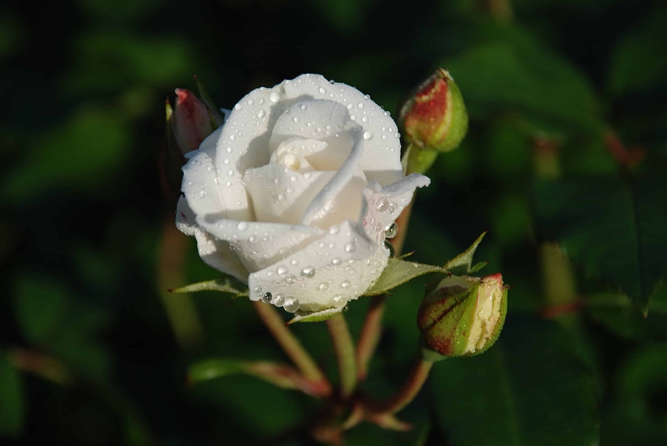 Beautiful Flowers beautiful image beautiful photo