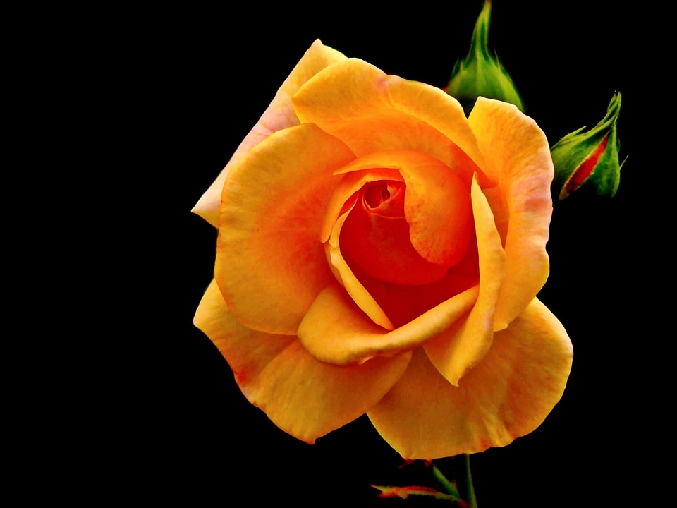 Beautiful beautiful flowers beautiful photo