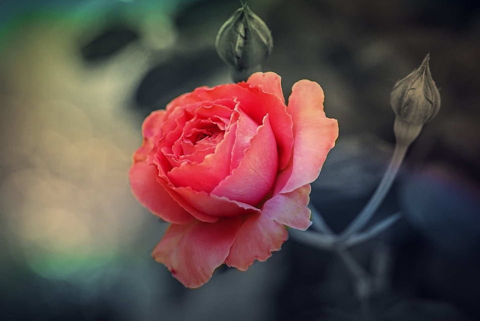 Beautiful Flowers biology bloom